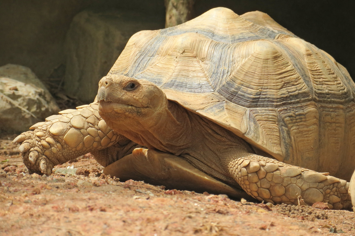 Lifelong Friendship Between Elderly Japanese Man and His Pet