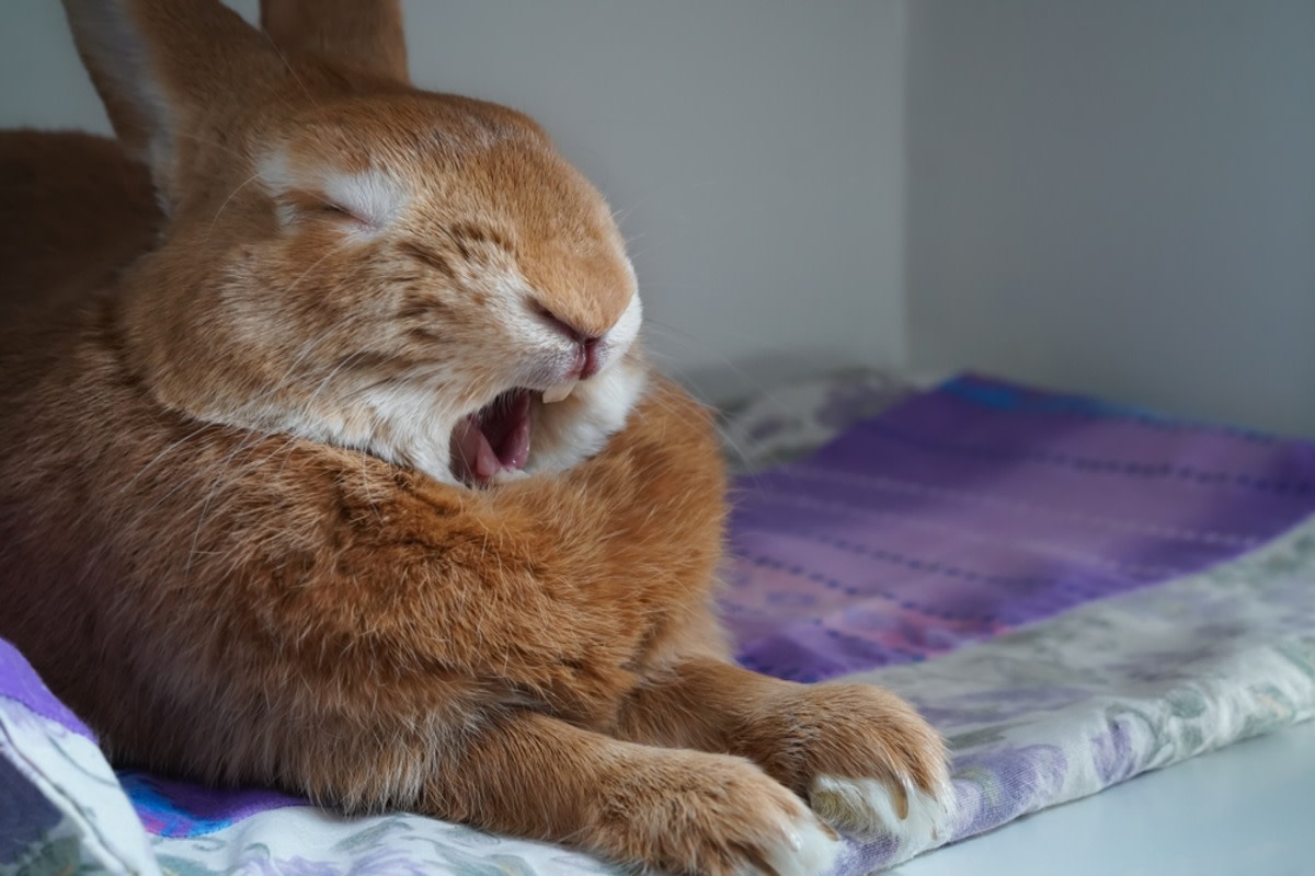 Woman Rates Her Giant Rabbit's Yawns and They're All Winners