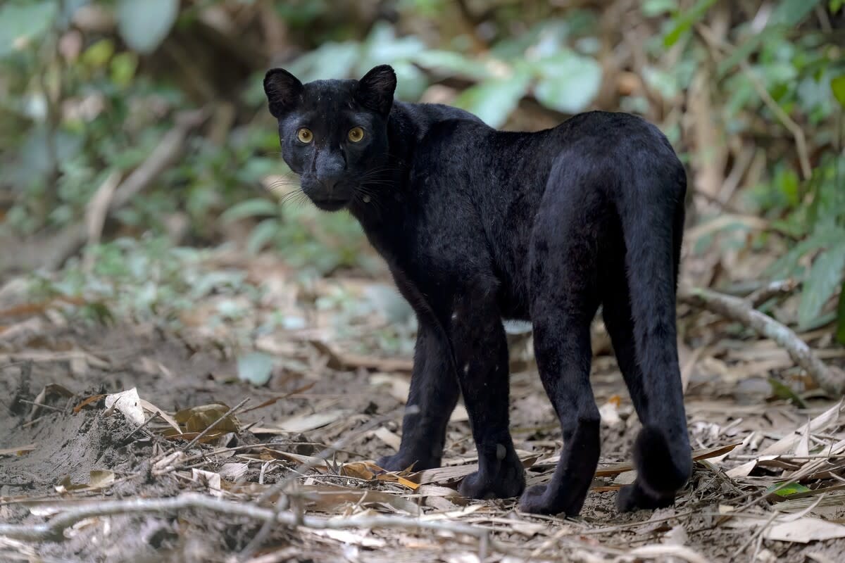 a-black-leopard.jpg