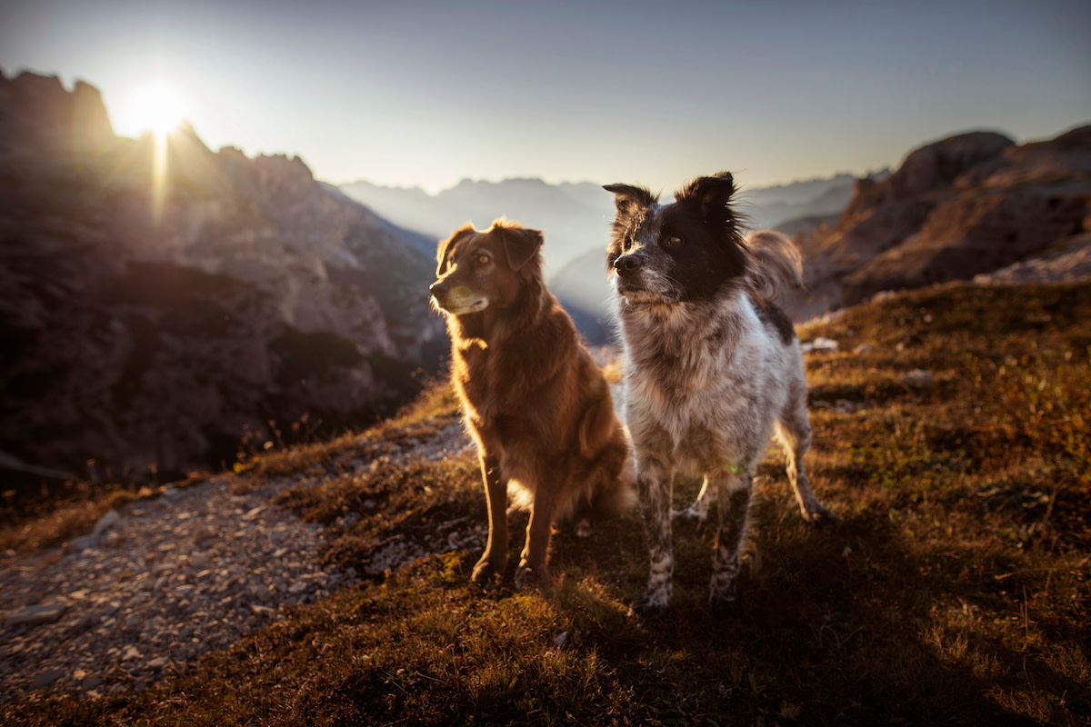 Hanging Dog Mountain