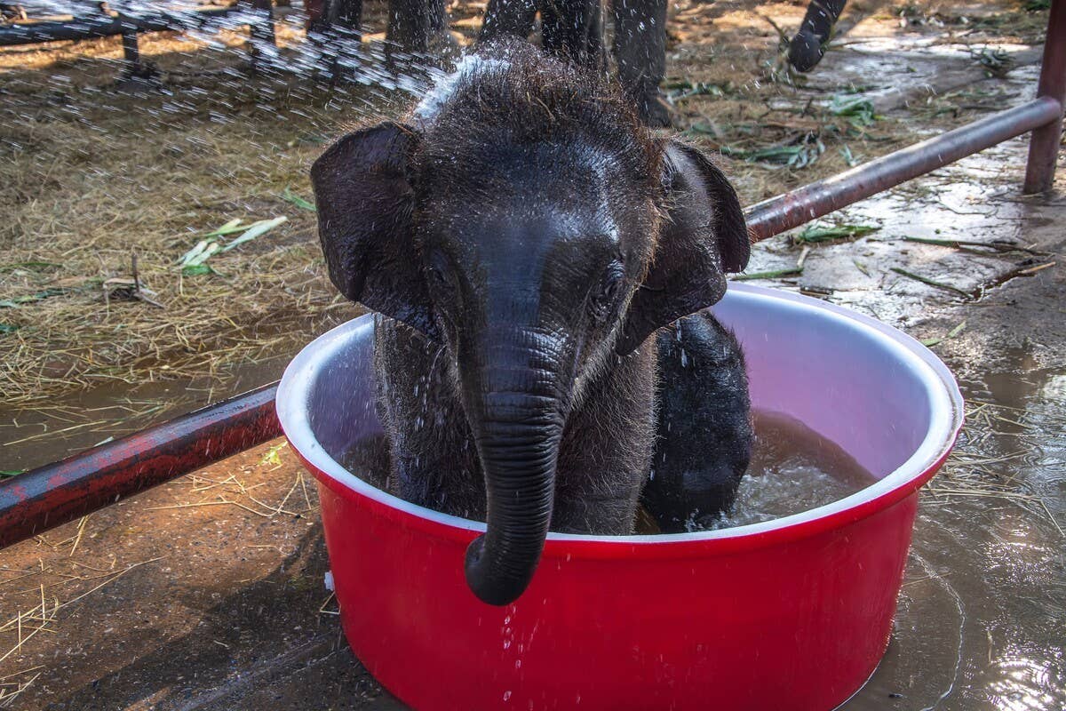 One-Month-Old Asian Elephant's Water Routine Is Simply Too Adorable for Words - PetHelpful