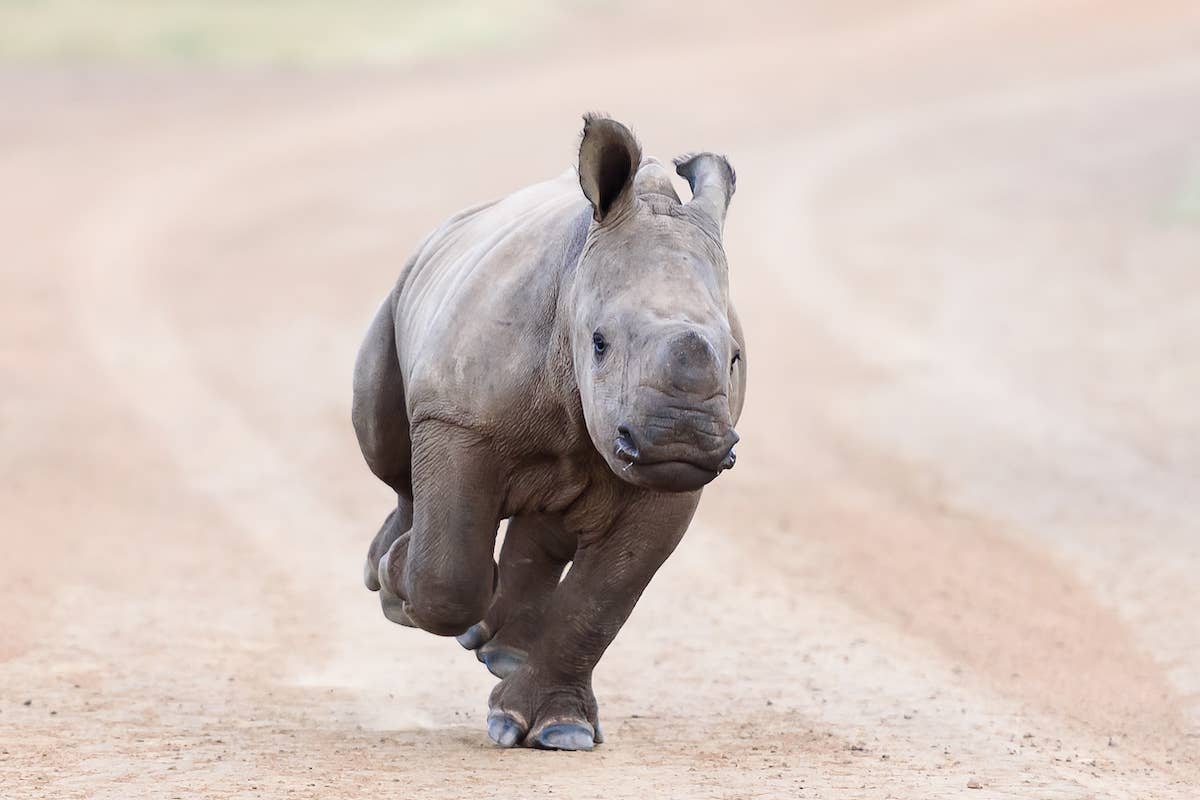 Baby Black Rhinoceros