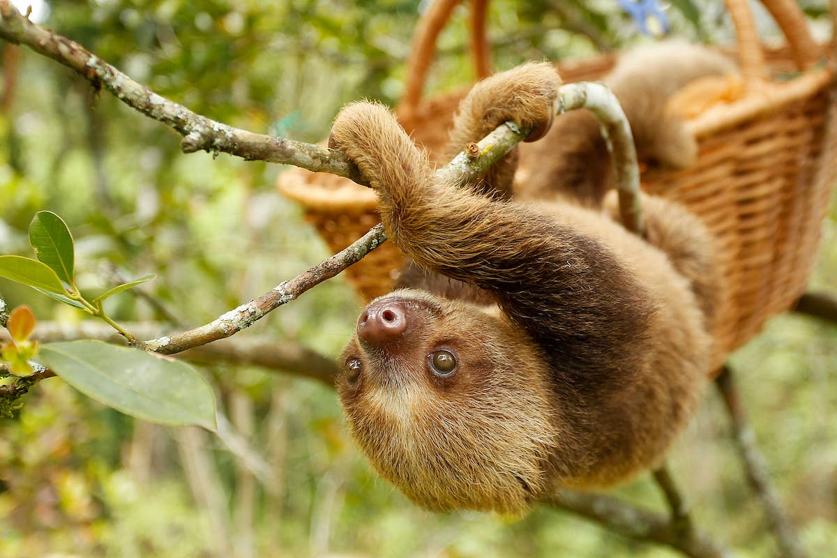 Baby Three Toed Sloth Cute Meet The Newest Baby At Cape May County Zoo
