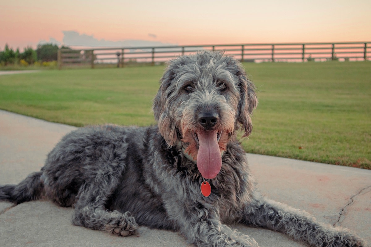 Lost Dog Finally Reunites With Mom After 21 Days And There Isn't a