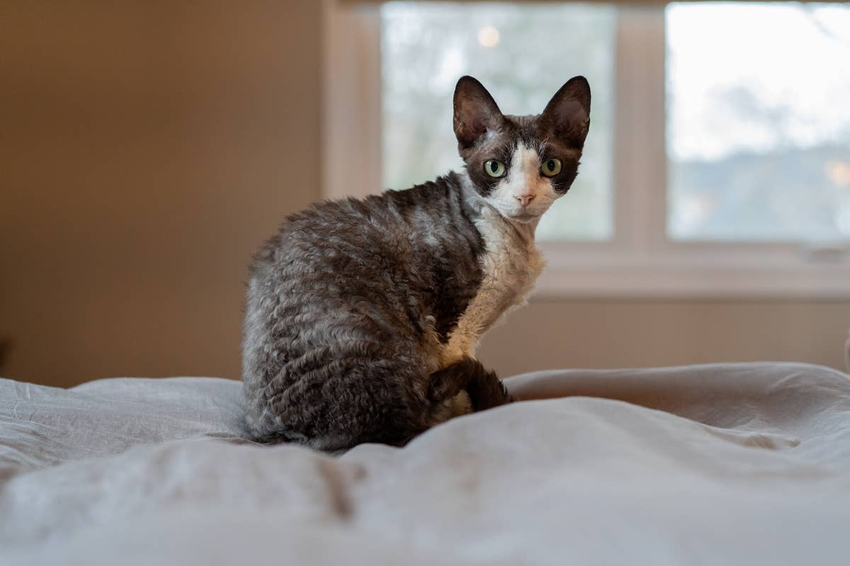 Everyone is Too Obsessed with Calico Devon Rex Wearing a Hat to Notice ...