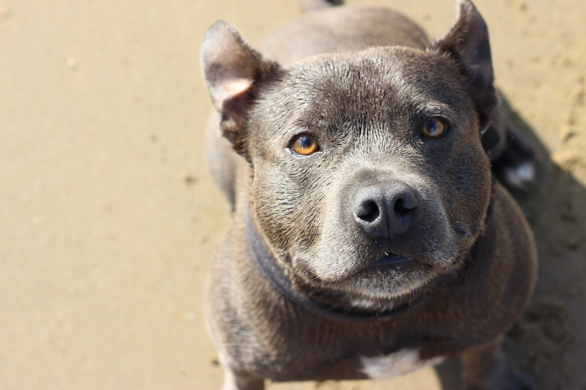 American Pit Corso (Cane Corso Pitbull Mix): Info, Pictures, Care \u0026 More –  Dogster, image size:1200x800