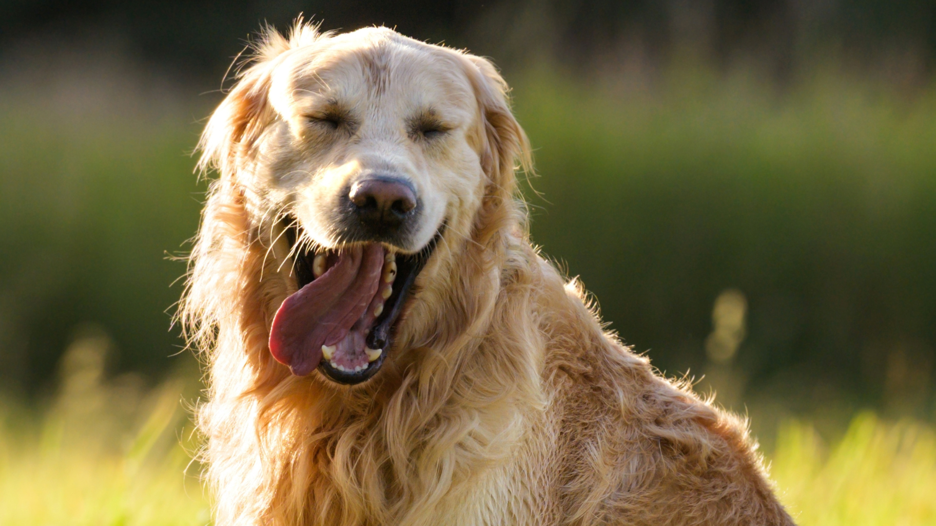 Golden Retriever's Hide-and-Seek Fail Has TikTok Laughing - PetHelpful, image size:1920x1080