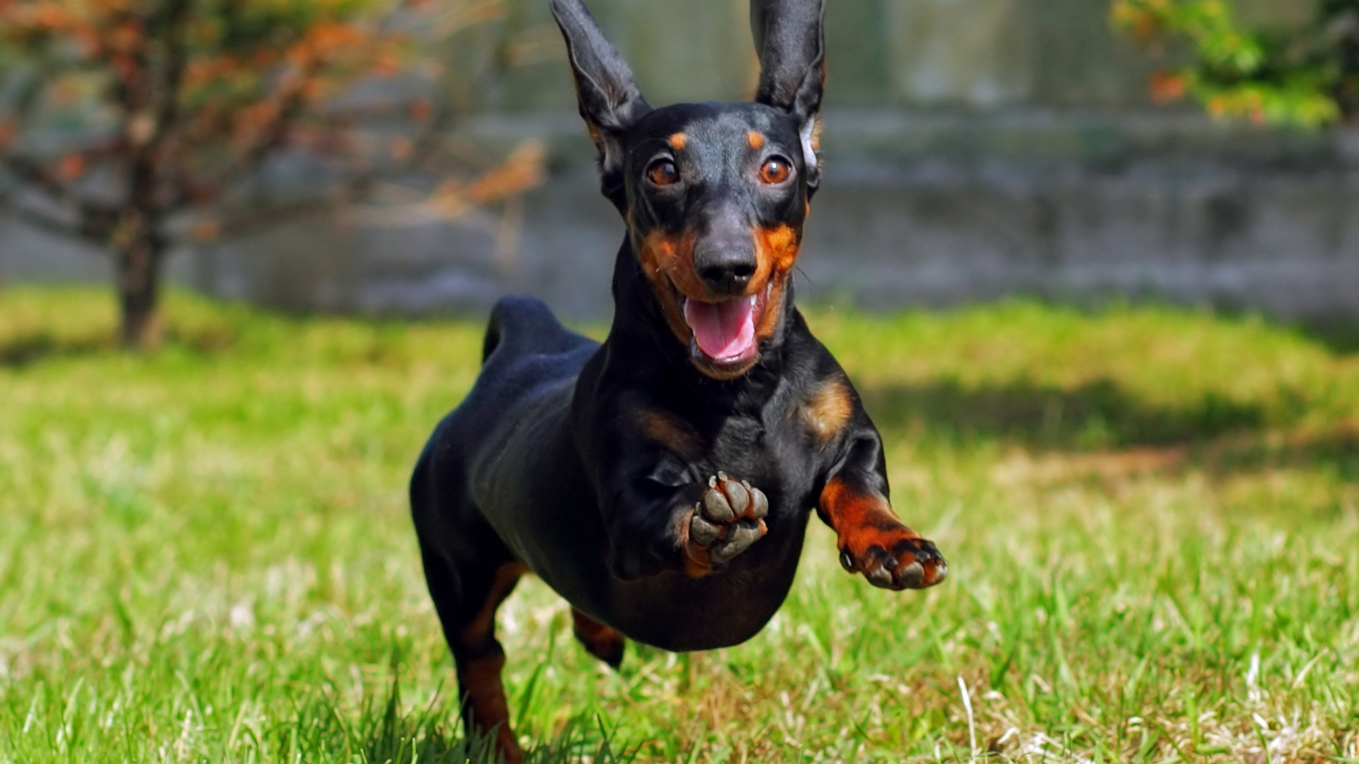 dachshund-running.png