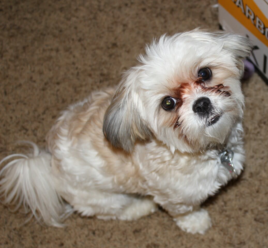 Maltese Shih Tzu Maltipoo Pekingese Mix Tzu Maltese Mix Shih Tzu