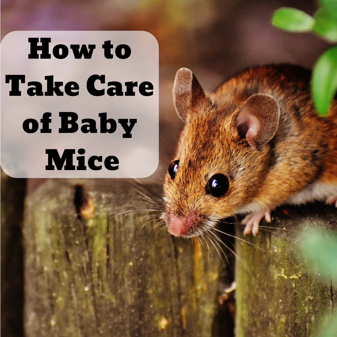 What Do Baby Mice Look Like In The House During The Day - Infoupdate.org