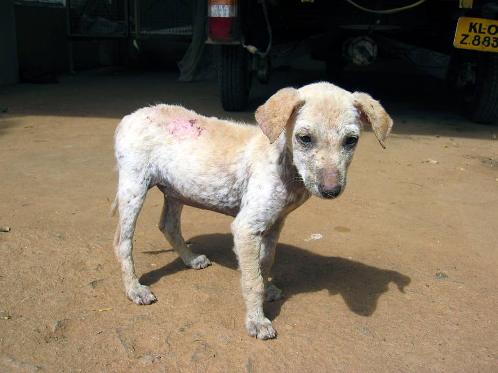 What Causes Demodex Mange In Dogs - Infoupdate.org