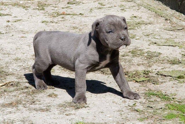 Muscular Cane Corso Muscular Cane Corso