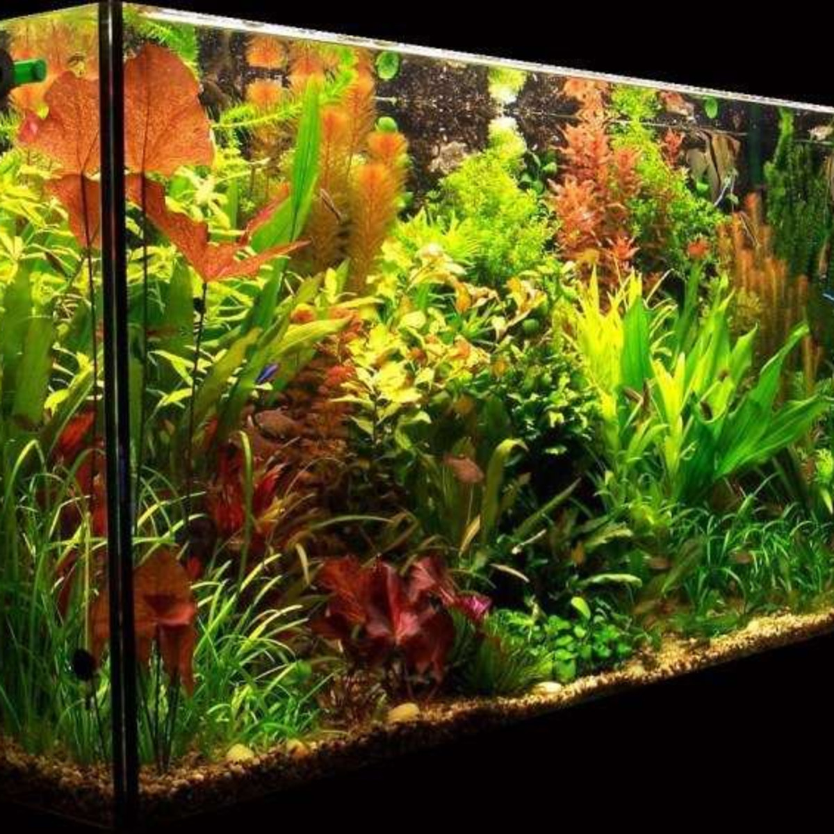 Lighting for a Planted Aquarium - PetHelpful, image size:1200x1200