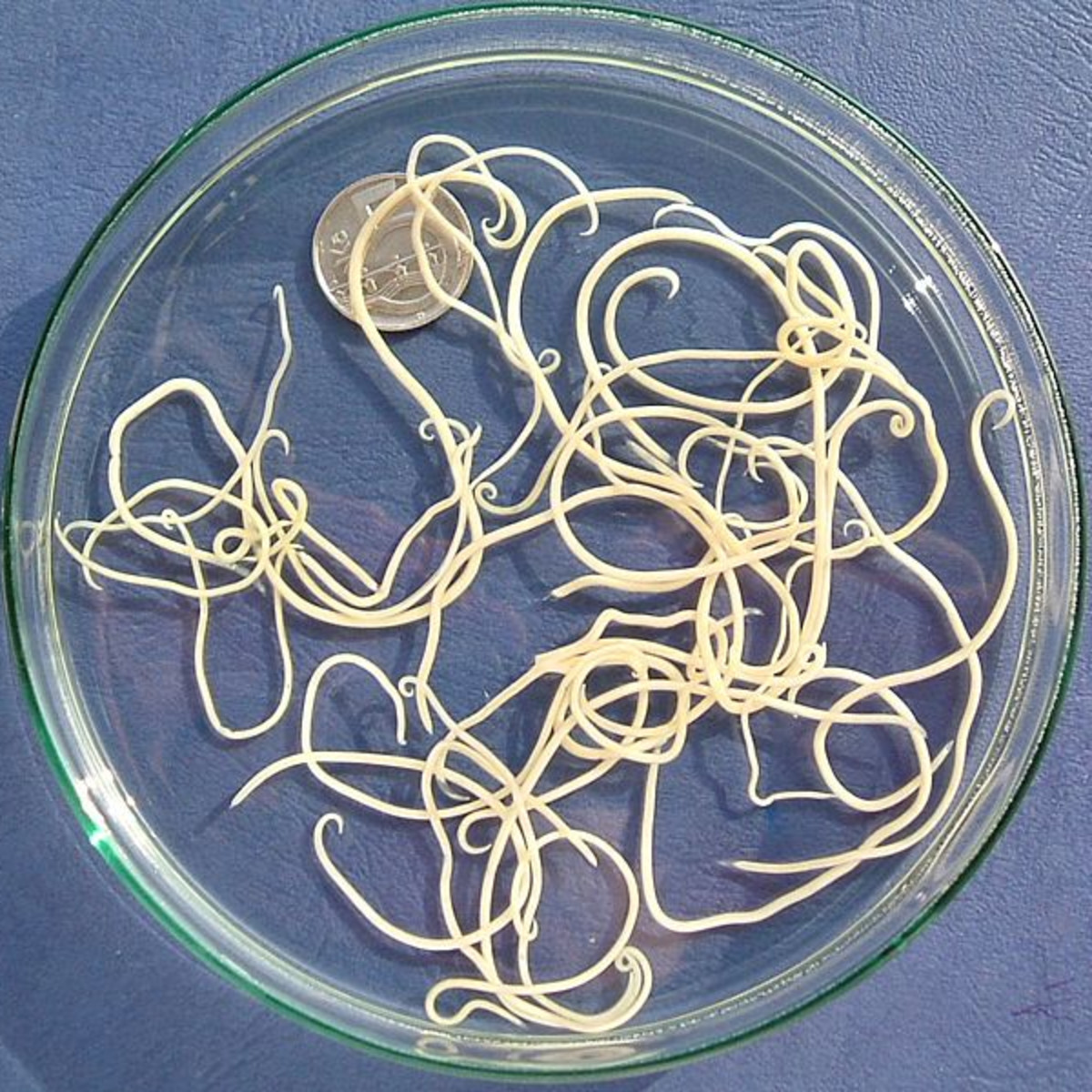 Ancylostoma sp. Roundworms - MONSTER HUNTER'S GUIDE TO: VETERINARY  PARASITOLOGY, image size:1200x1200