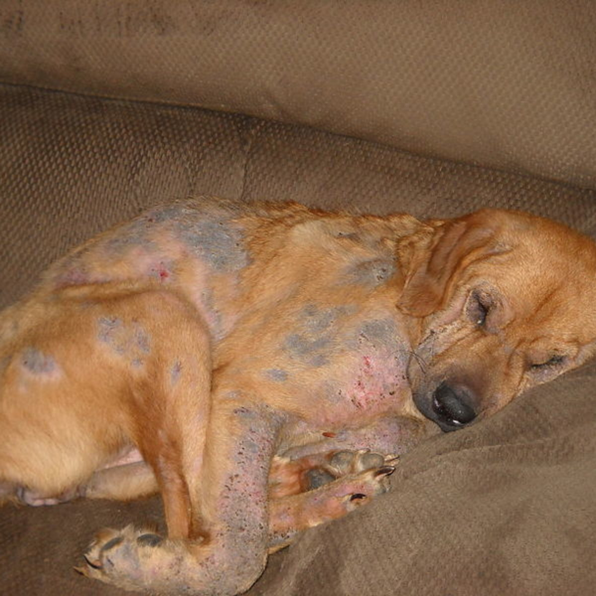 Dermatitis Mange In Dogs Early Stage Signs Of Mange In Dogs 11