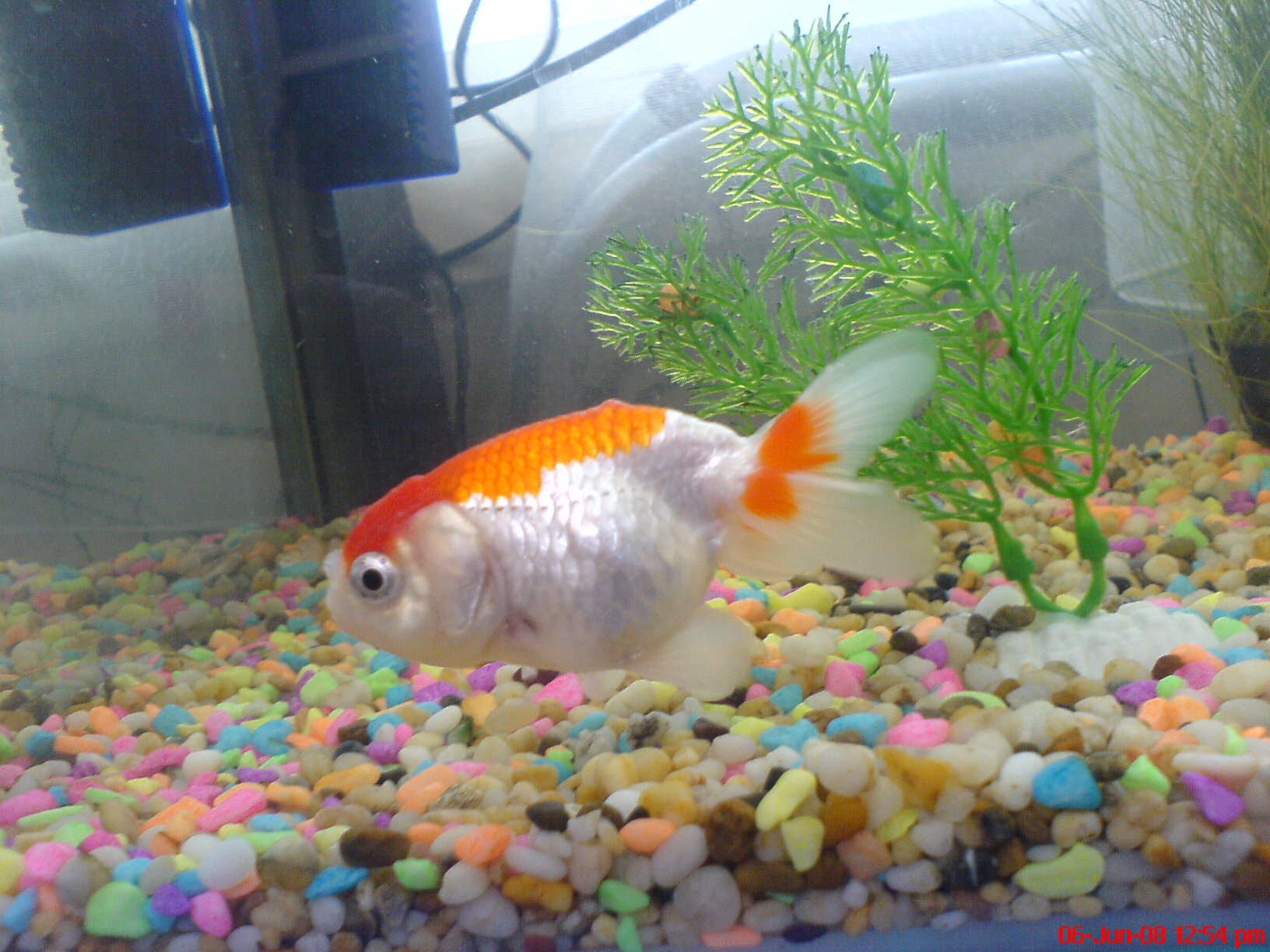 Muwa Ranchu Baby Ranchu Goldfish Price Differences In Ranchu Goldfish: What Are
