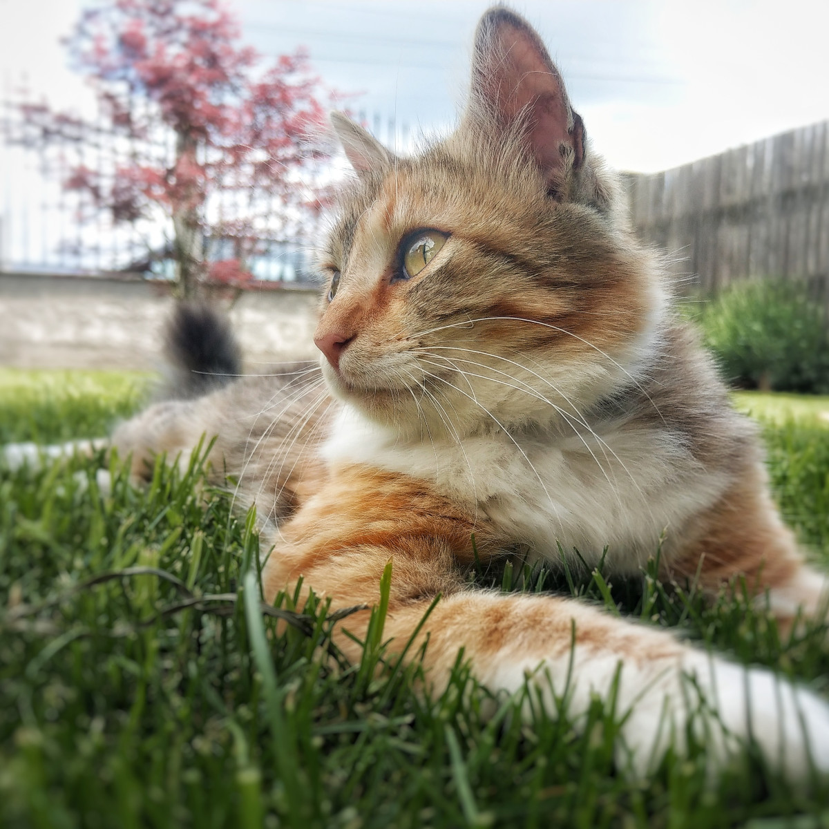 Rare Tri-Colored Siberian Cat Baffles Everyone with His Gorgeous Coat -  PetHelpful, image size:1200x1200