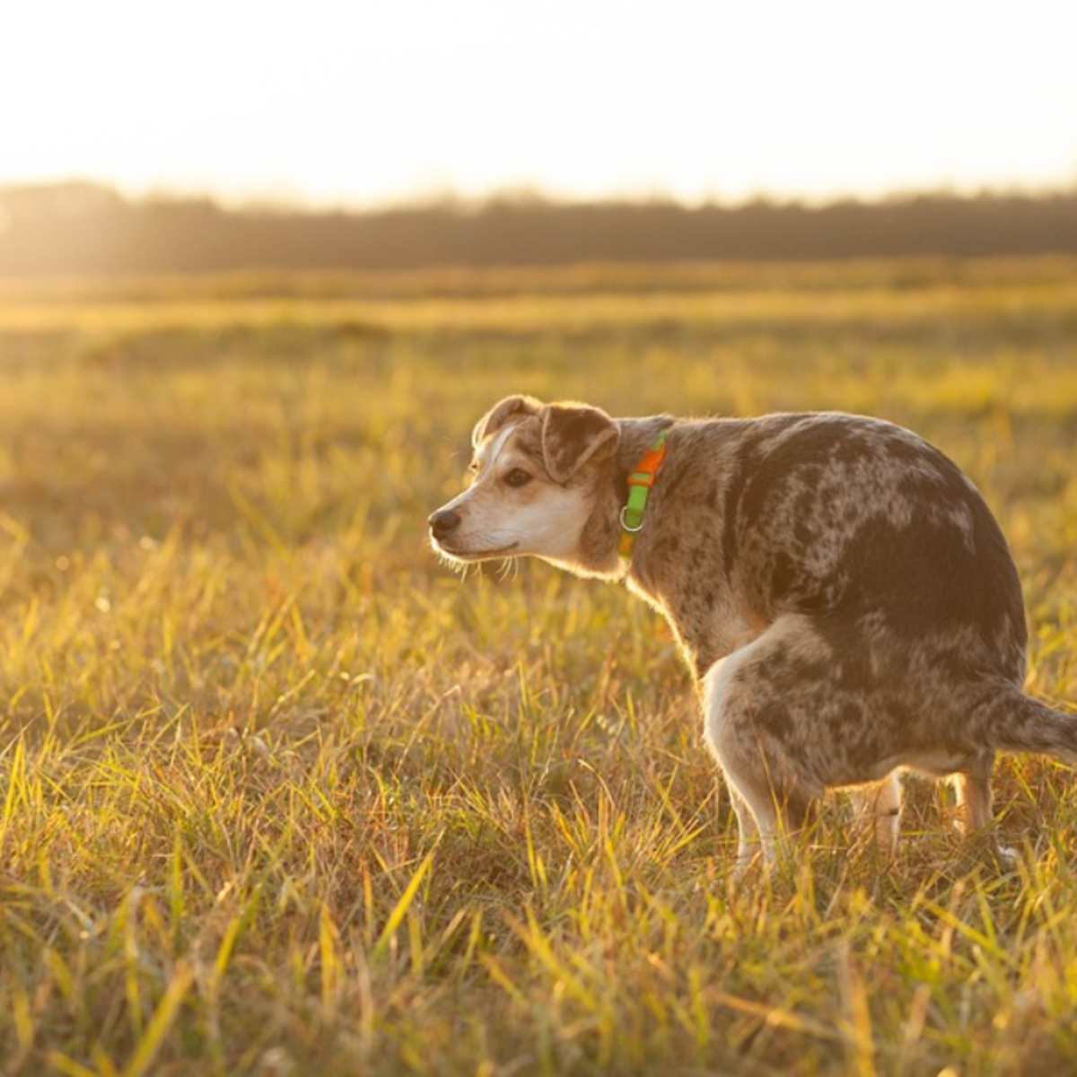 Why Does My Dog's Poop Look Like It Has Rice in It? (With Pictures) -  PetHelpful, image size:1200x1200