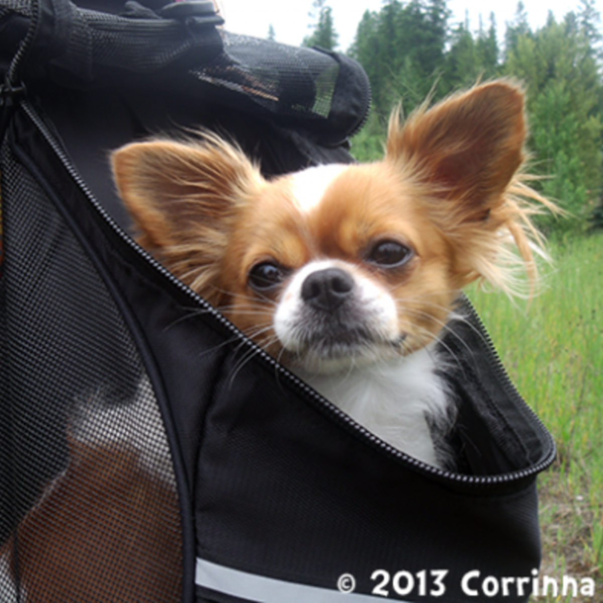 chihuahua pet carrier
