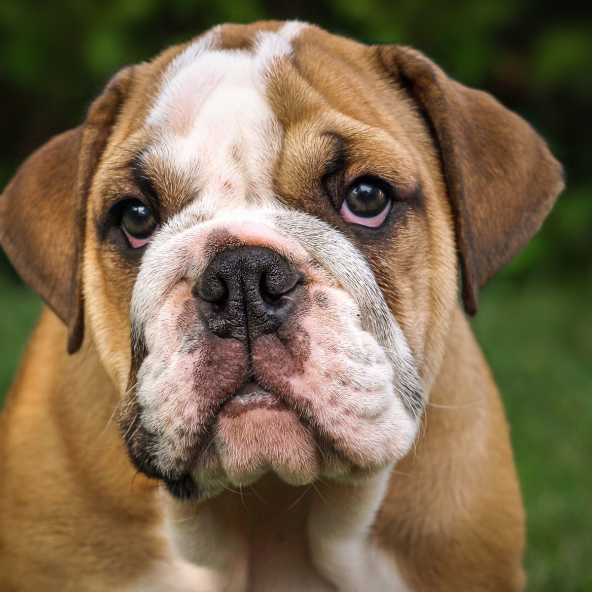 A Guide to English Bulldogs: Puppies, Temperament, Diet \u0026 More - PetHelpful, image size:1200x1200
