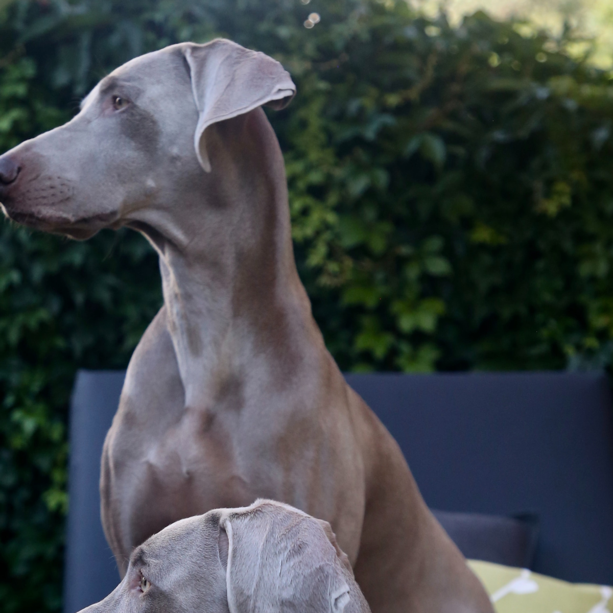 Free Images : coffee, wood, white, floor, animal, dark, cup, pet, fluffy,  kitten, gray, playful, nose, whiskers, lazy, fun, fat, kitty, furry,  wooden, beast, vertebrate, fold, tired, domestic, scottish, adorable,  lying, cute, image size:1200x1200