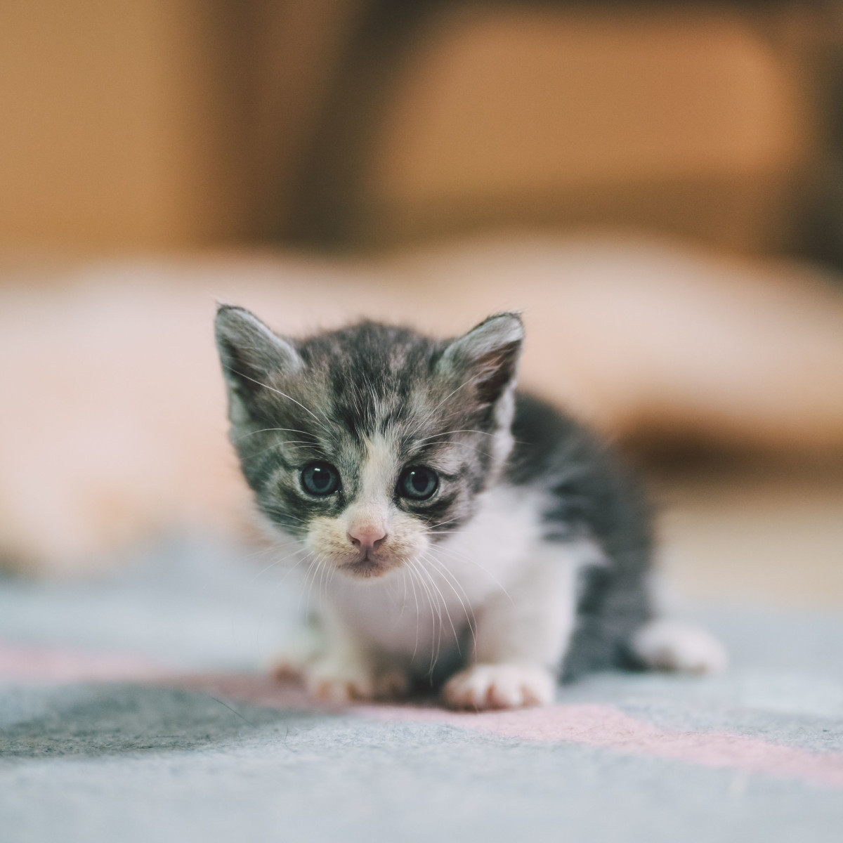 10 Logical Reasons Why Cats Are Cute (With Pictures) - PetHelpful, image size:1200x1200