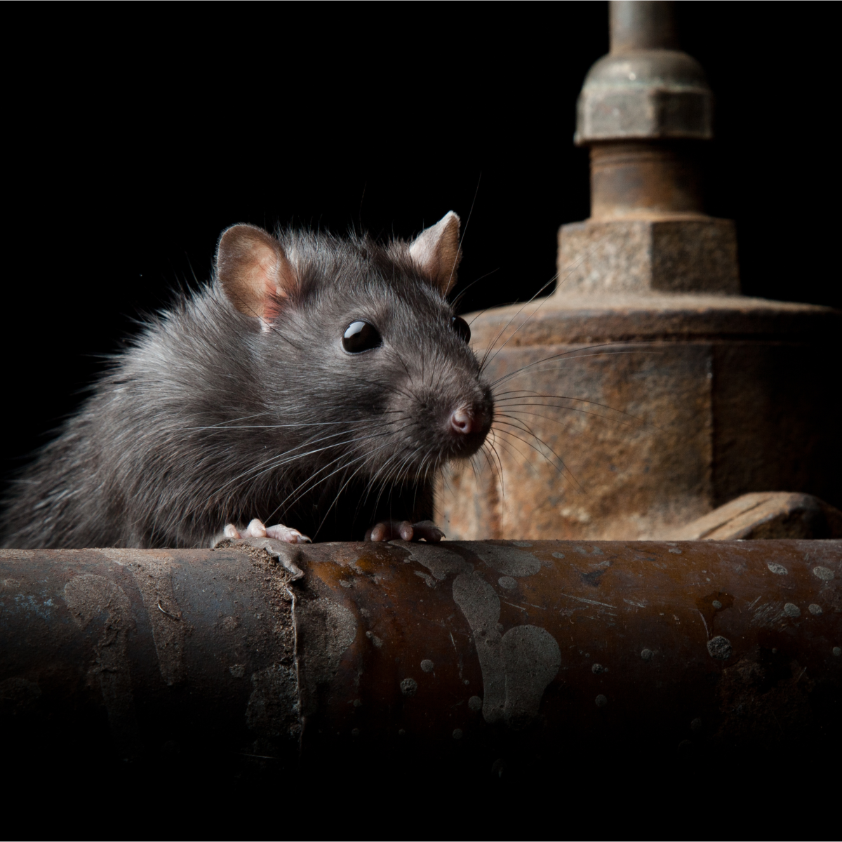 Rats and Their Types, Colors, and Patterns (With Photos