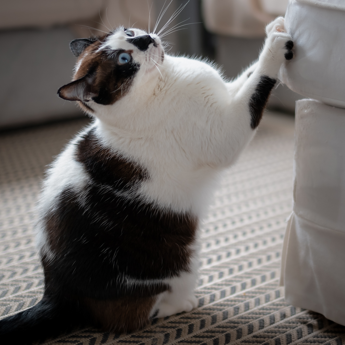 best carpet for cats not to scratch