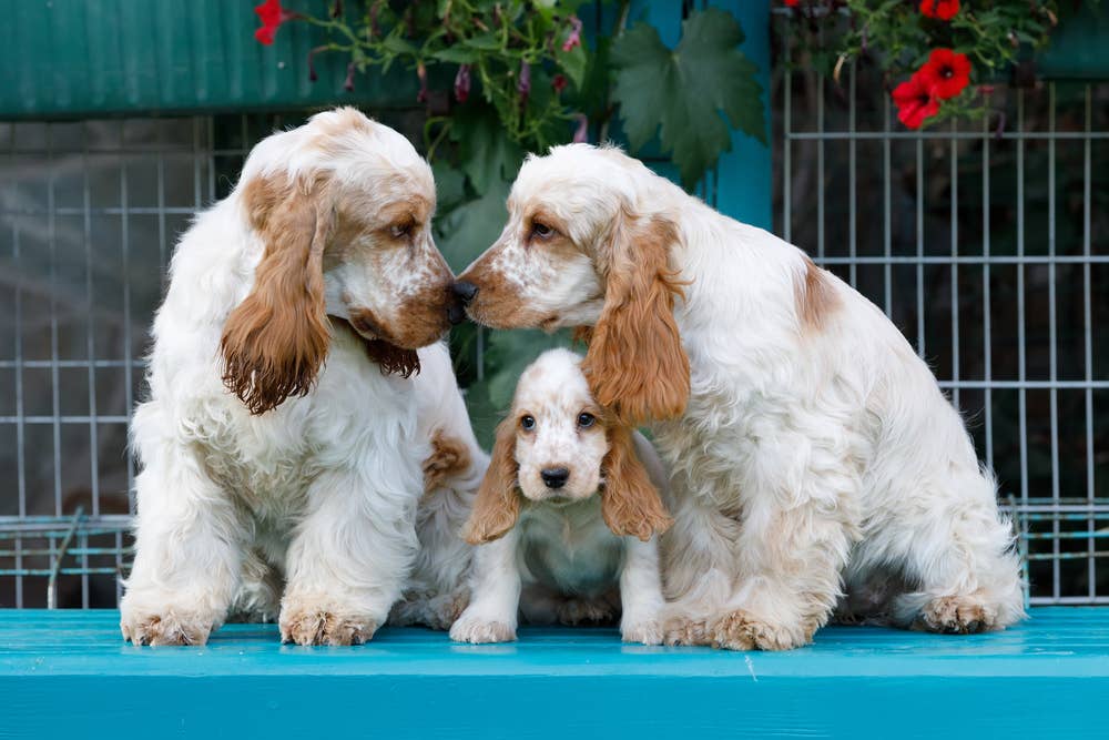 English Cocker Spaniel Puppies Springer Spaniel Cut Diagram