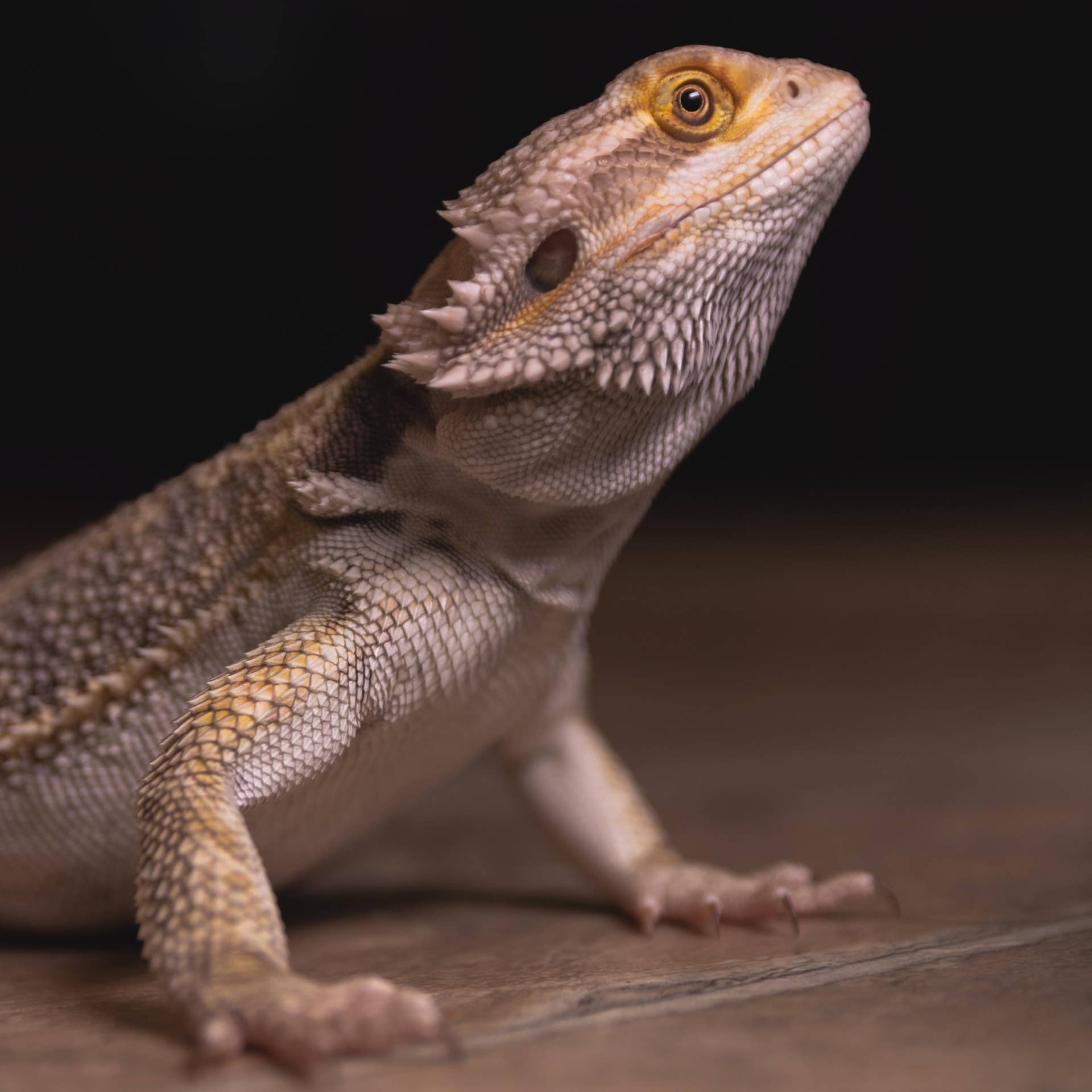How Do Bearded Dragons Mate