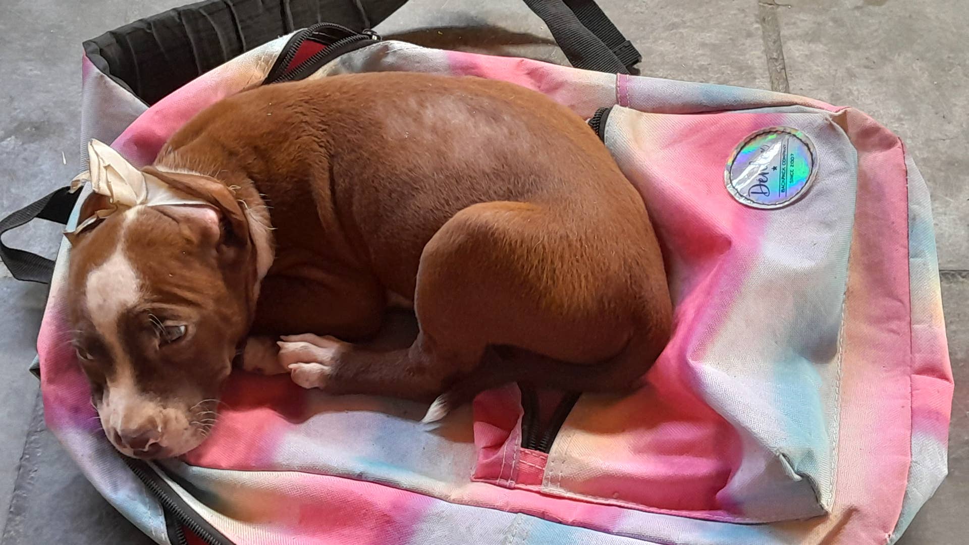 Why Is My New Puppy Losing Hair? PetHelpful