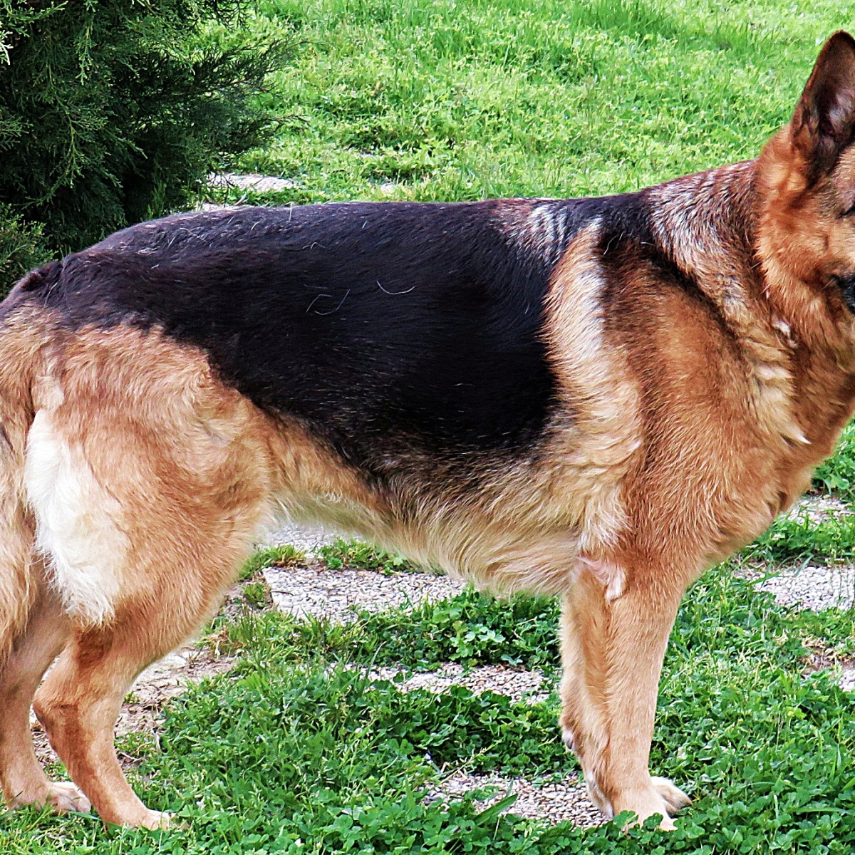 How to Train a Guard Dog for Personal Protection (5 Tips) - PetHelpful, image size:1200x1200