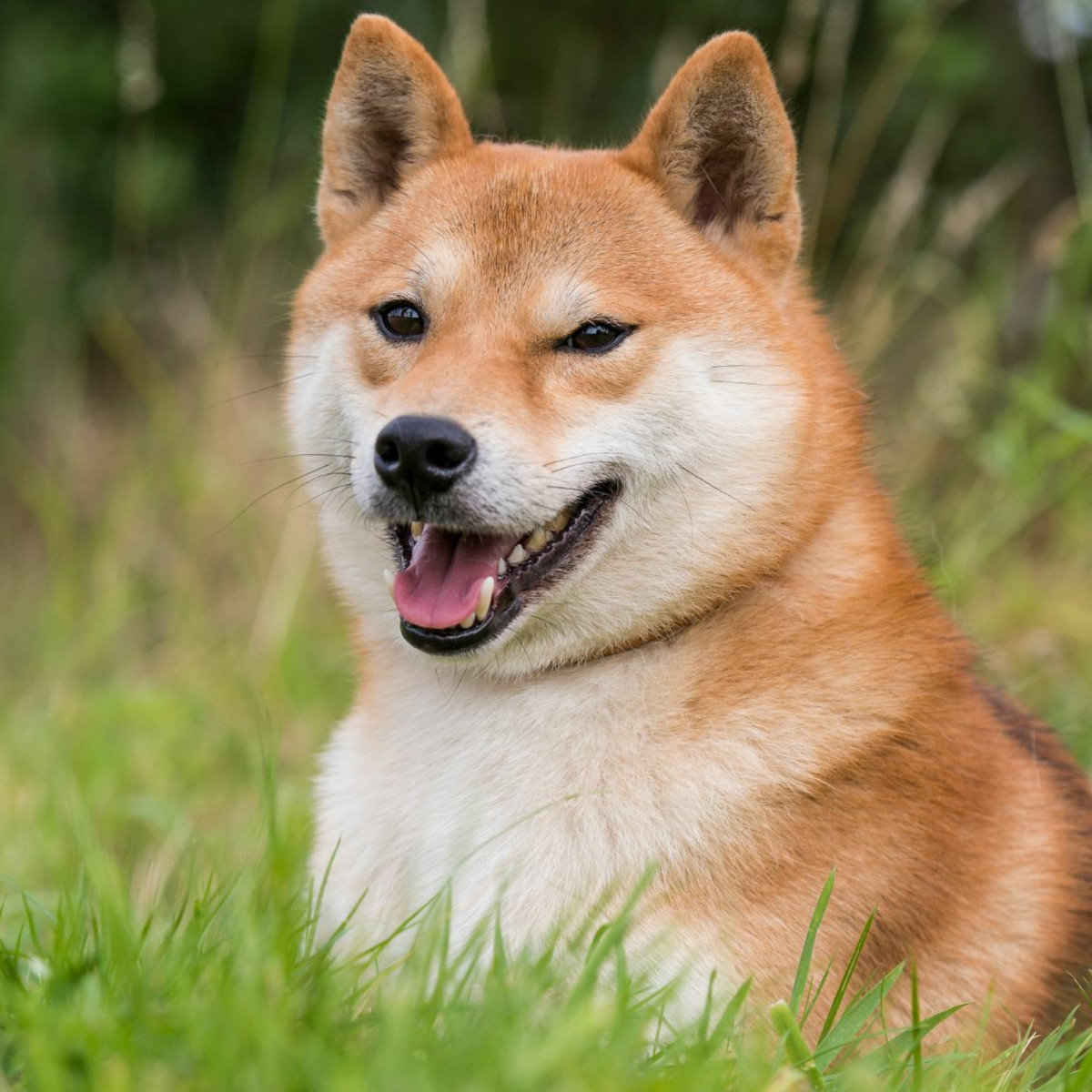 Puppy Shiba Inu Purina Clearance Shiba Inu Purina Online