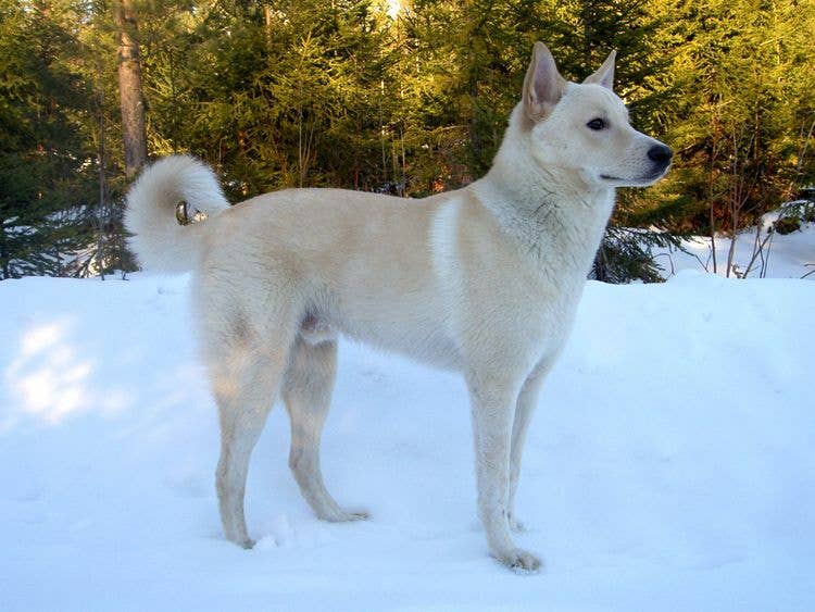 Canaan Dog All Black