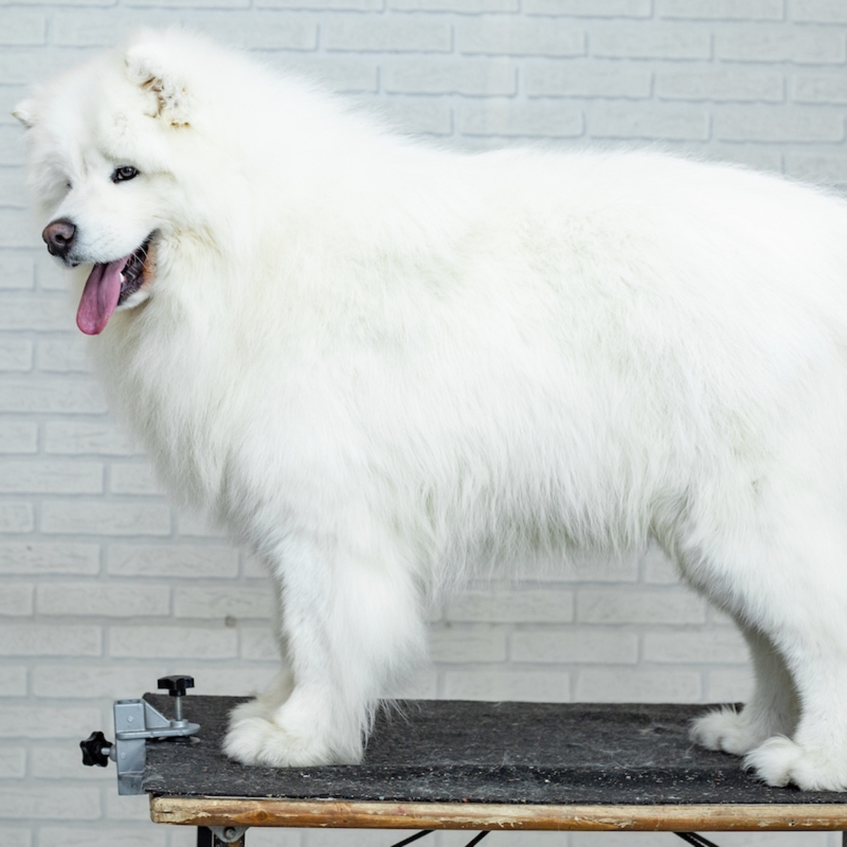 True Extent of Samoyed's Winter Coat Revealed During Jaw-Dropping