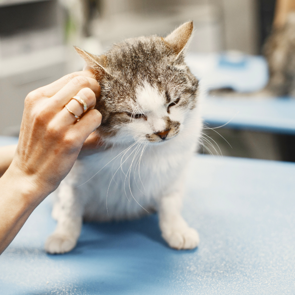 How to Successfully Treat Ear Mites in Cats - PetHelpful, image size:1200x1200