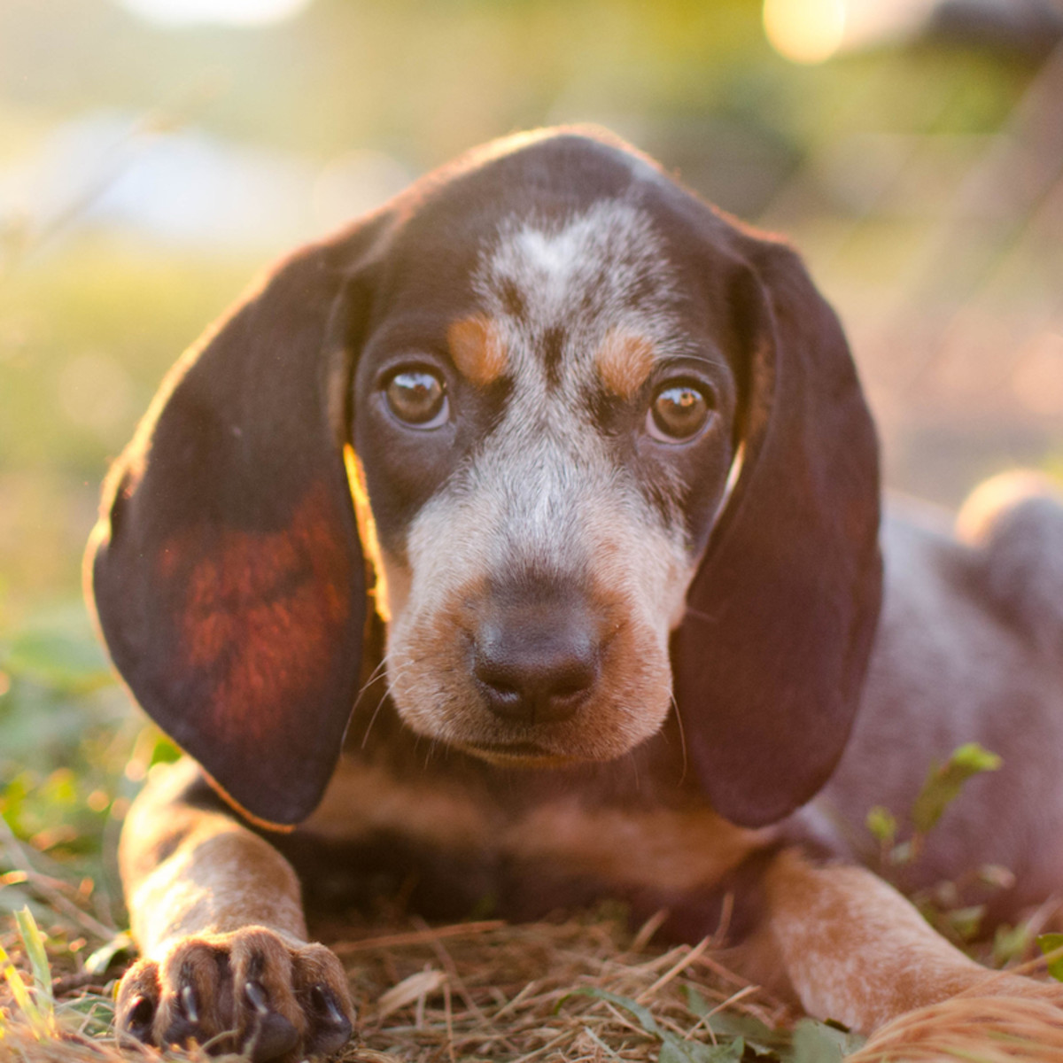 Bluetick Coonhound Puppy Cuddling with Calf for Afternoon Naps at Farm Will  Make Anyone Melt - PetHelpful, image size:1200x1200