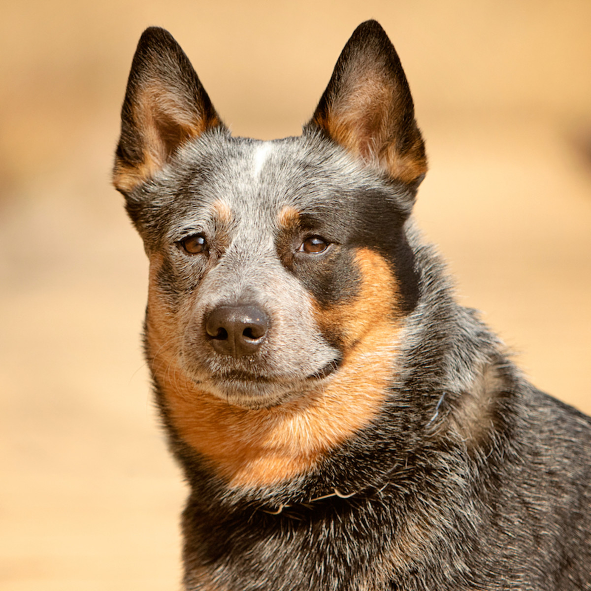 Barton's Web Page, image size:1200x1200