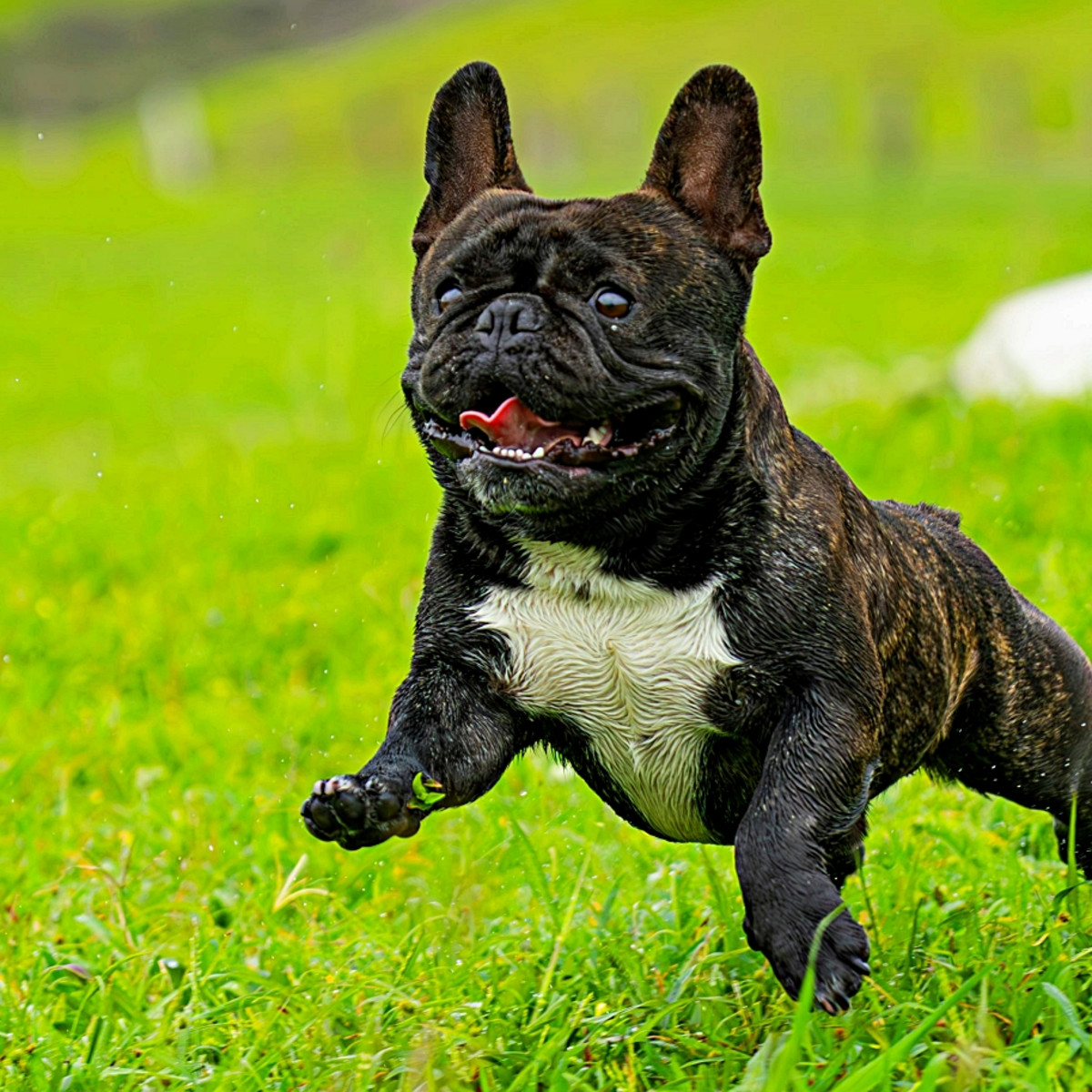 All About French Bulldogs: The Adorable Frenchie 🐾🐶, image size:1200x1200