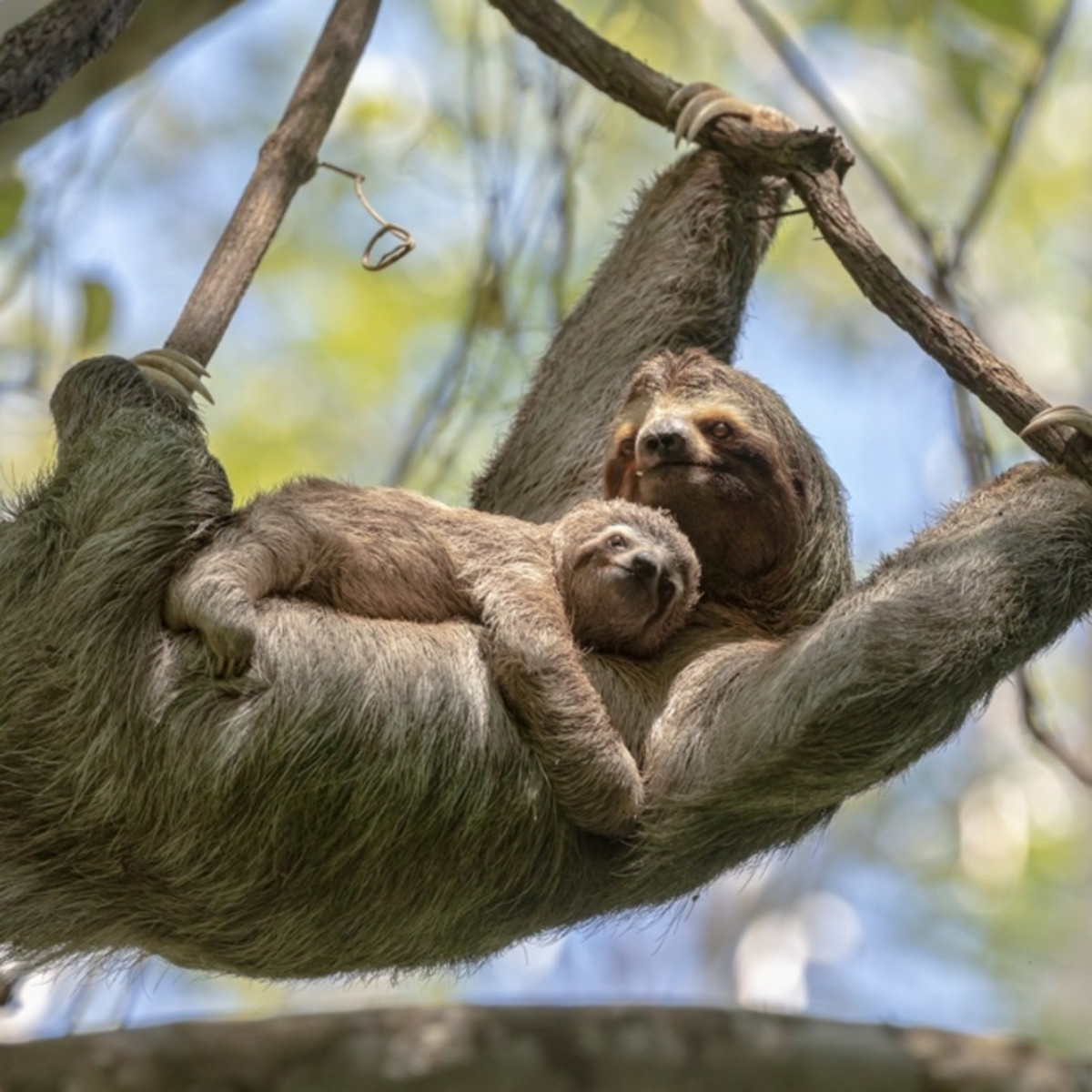 ザ ラムトレイル ワイルドライフ「Baby Sloths」 San Diego Zoo Introduces New Baby Sloth in Adorable Video