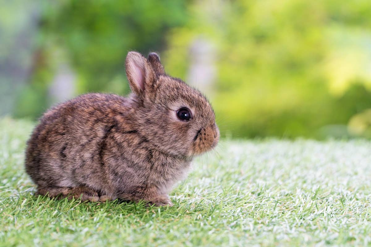 Baby Bunny Rabbits