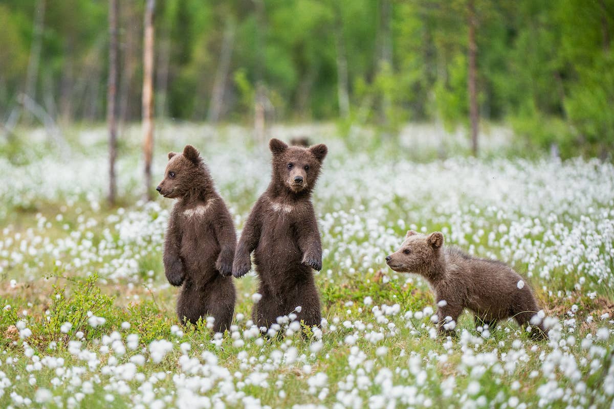 Grizzly Bear Cubs Baby