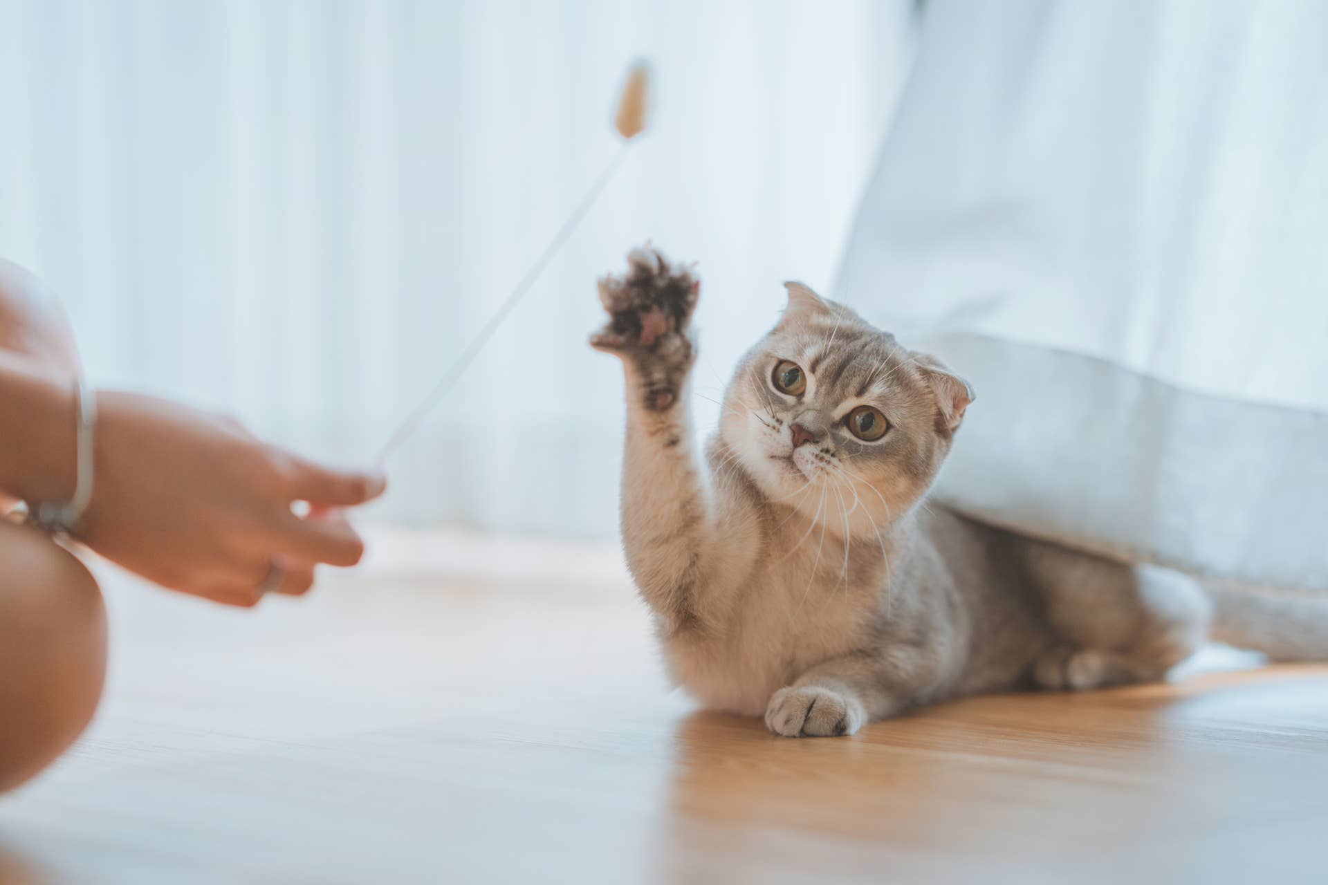 Why is My Cat Meowing And Carrying a Toy: Surprising Reasons Explained