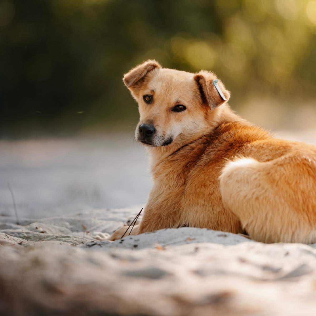 Street Dog Living At Roman Archeological Site in Serbia Has No Idea He's  Standing on Ancient History - PetHelpful, image size:1200x1200