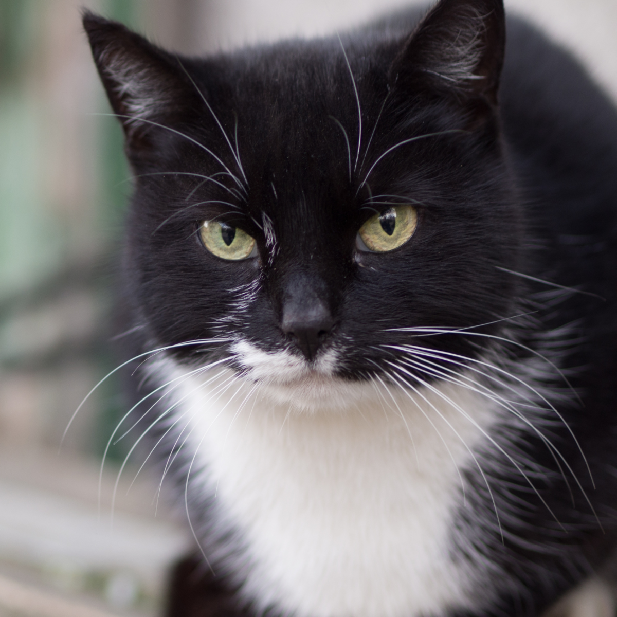 Tuxedo Cat Does Everything Possible to Avoid Getting Kisses From