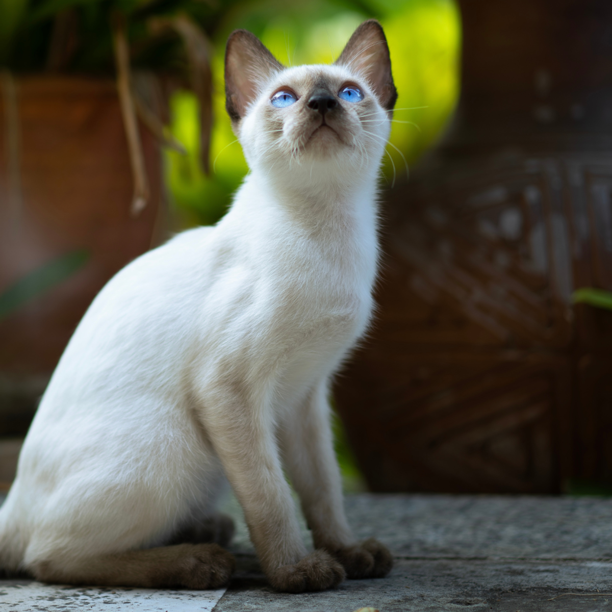 【最終値下げ】 Bad Cat Siamese Drive 4f831ebf_6db1_4c69_9db8_b0413a