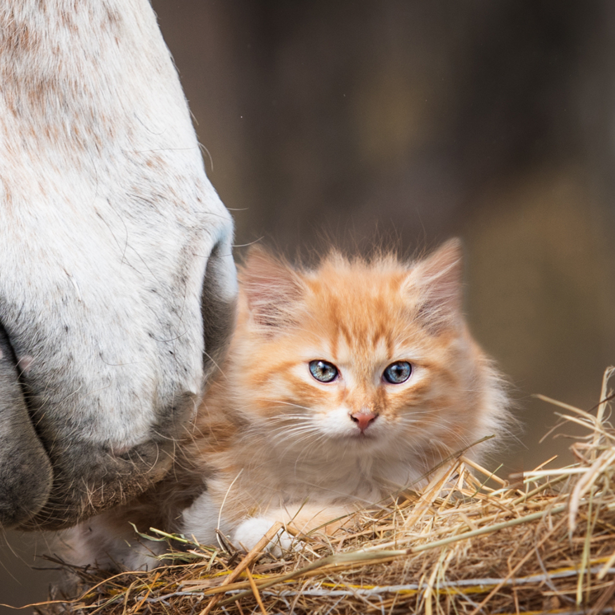 Horse's Sweet Meeting With New Cat Friend Is Full of the Gentlest
