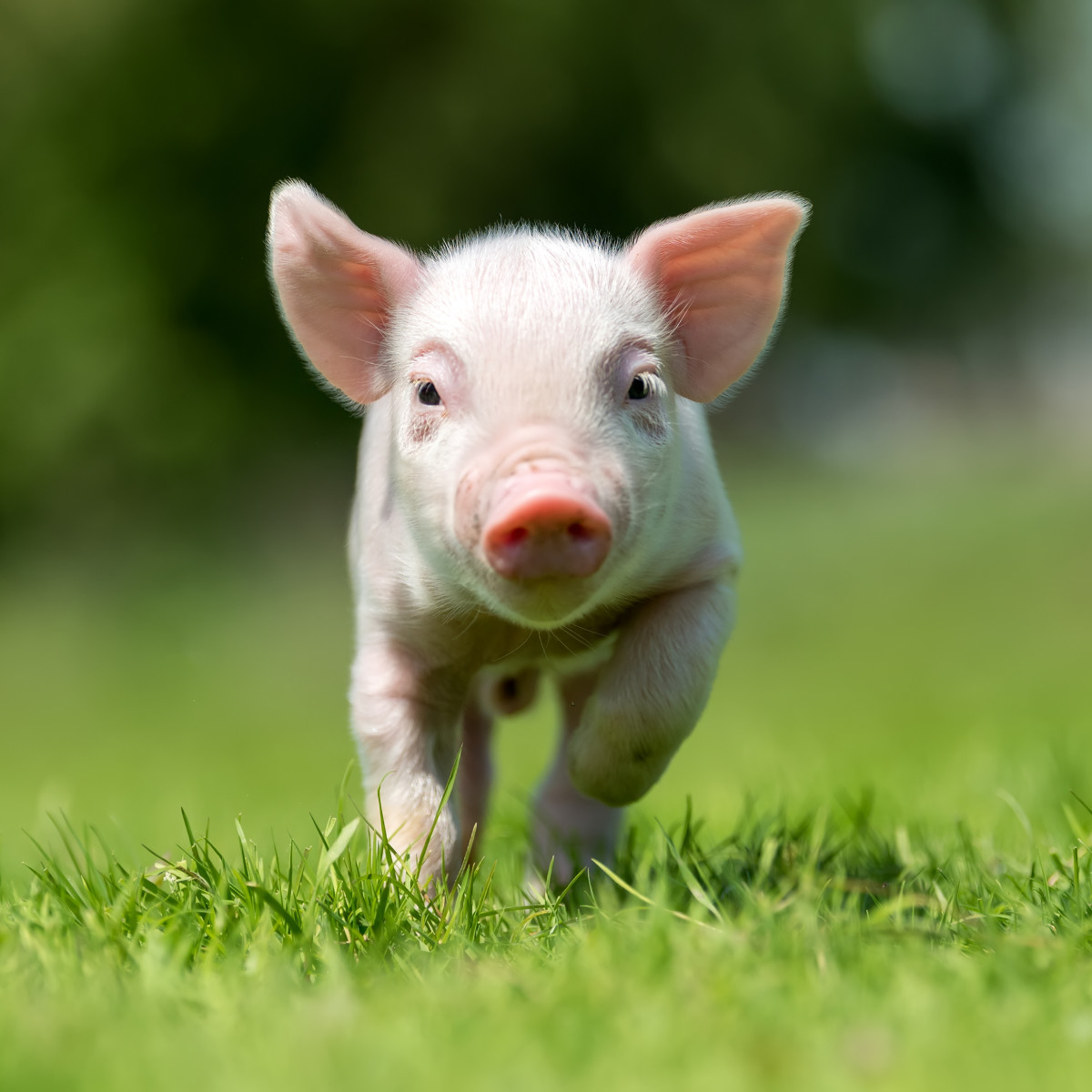 Rescued Piglet's First Zoomie Is Making Everybody Smile - PetHelpful