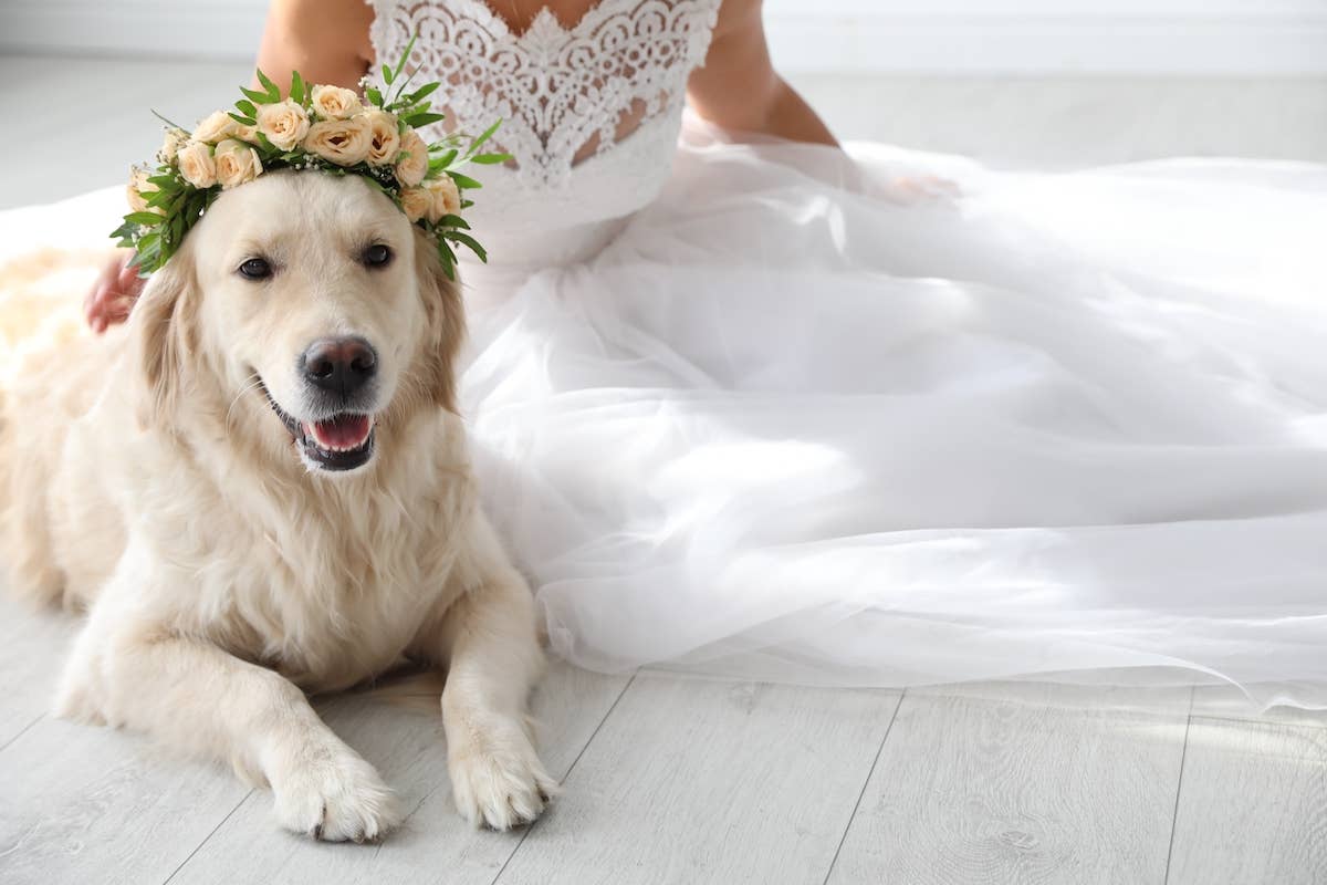 Cancer-Fighting Golden Retriever Enchants Wedding Guests When She Finds  Perfect Place to Sit During the Ceremony - PetHelpful