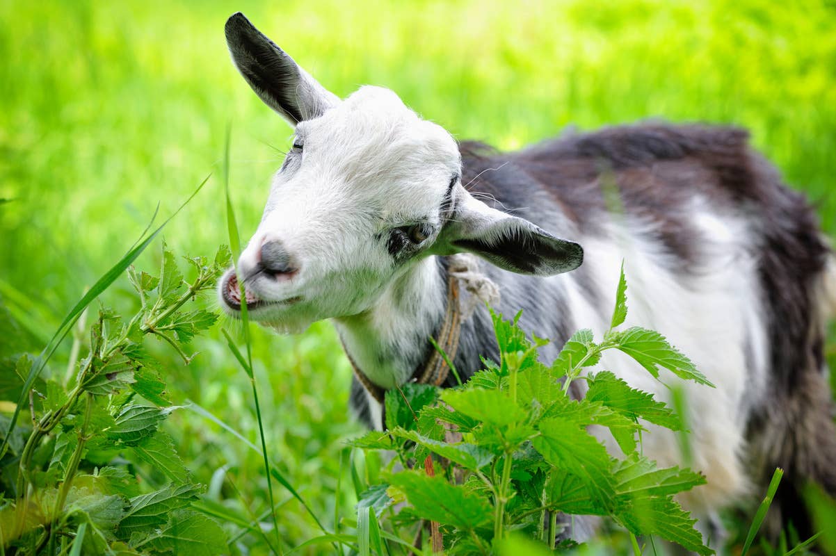 Can Goats Eat Bird Seed: Surprising Facts Every Owner Should Know